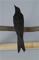 Black Drongo Collection Image, Figure 12, Total 13 Figures